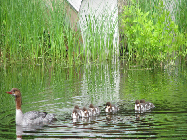 Merganser